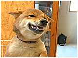 あられ きょうのわんこ 写真4