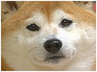 華 きょうのわんこ 写真1