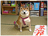 華 きょうのわんこ 写真2