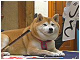 華 きょうのわんこ 写真4