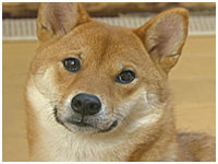 ヒメコ きょうのわんこ 写真1