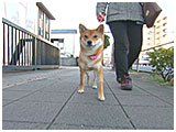 ヒメコ きょうのわんこ 写真2