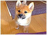 ヒメコ きょうのわんこ 写真3