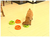 ホッペル きょうのわんこ 写真5