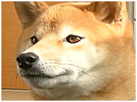 りか きょうのわんこ 写真1