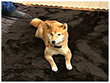 りか きょうのわんこ 写真2