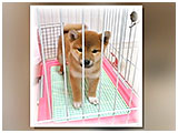 りか きょうのわんこ 写真3