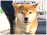 りか きょうのわんこ 写真4