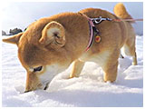 りか きょうのわんこ 写真5