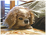 小梅 きょうのわんこ 写真4
