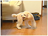 ロニィ きょうのわんこ 写真3