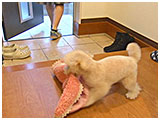 ロニィ きょうのわんこ 写真5