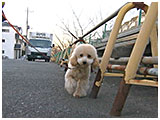 むぎ きょうのわんこ 写真2