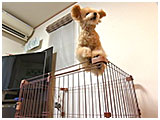 むぎ きょうのわんこ 写真5