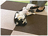 花 きょうのわんこ 写真3