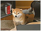 小太郎 きょうのわんこ 写真2
