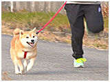 小太郎 きょうのわんこ 写真5