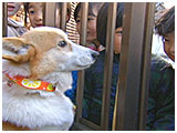 モネ きょうのわんこ 写真4