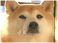 ゲン きょうのわんこ 写真1
