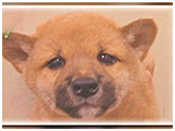 ゲン きょうのわんこ 写真3