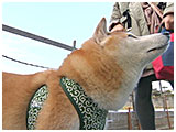 ゲン きょうのわんこ 写真4