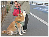 ゲン きょうのわんこ 写真5