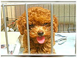 あんず きょうのわんこ 写真3
