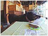 なつ きょうのわんこ 写真4