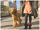 トレイ きょうのわんこ 写真2