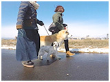 茶々 きょうのわんこ 写真5