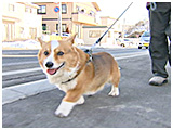 ショコラ きょうのわんこ 写真2
