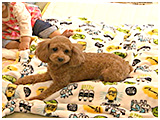 ベル きょうのわんこ 写真2