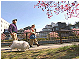 みゆき きょうのわんこ 写真4