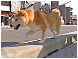 スバル きょうのわんこ 写真5