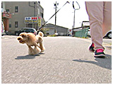 マロン きょうのわんこ 写真2