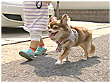 おちょこ丸 きょうのわんこ 写真5