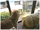 きなこ きょうのわんこ 写真3
