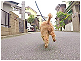 ちょこたん きょうのわんこ 写真5