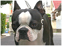 BOSS(ボス) きょうのわんこ 写真1
