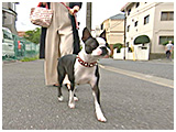 BOSS(ボス) きょうのわんこ 写真2