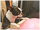 BOSS(ボス) きょうのわんこ 写真3
