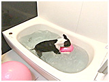 BOSS(ボス) きょうのわんこ 写真5