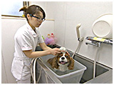 ラテ きょうのわんこ 写真4