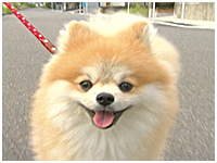 ぽん太 きょうのわんこ 写真1