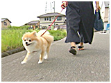 ぽん太 きょうのわんこ 写真2
