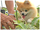 ぽん太 きょうのわんこ 写真4