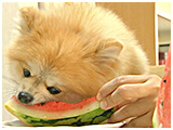 ぽん太 きょうのわんこ 写真5