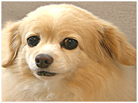 レーチェ きょうのわんこ 写真1