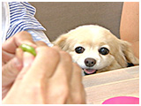 レーチェ きょうのわんこ 写真3