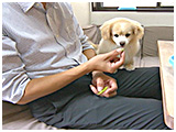 レーチェ きょうのわんこ 写真4